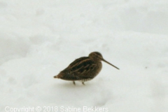 2005 4-3  watersnip (9)