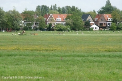 2005 5 9-5 grutto met jongen (11)