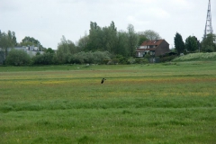 2005 5 9-5 kieviet vliegend (1)