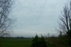 2006 12 1-12 spreeuwen (3)