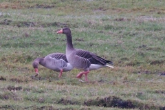 2006 2 21-2 Grauwe gans (2)