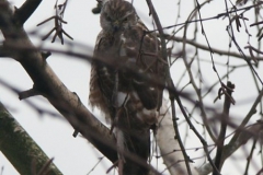 2006 3 10-3 Buizerd (9)