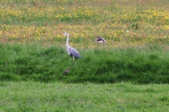 2006 5 15-5 de reiger, de grutto, kieviet en tureluur (5)