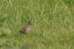 2006 5 17-5 Tureluur (7)