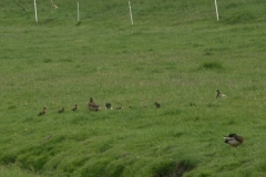2006 5 17-5  eenden (44)