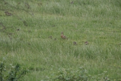 2006 5 24-5 Eenden (111)