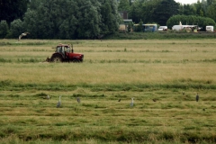 2006 7 11-7 maaien en reigers (5)