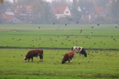 2007 10 27-10 Spreeuwen en stieren (1)