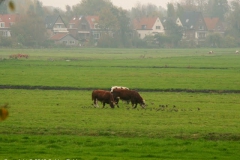 2007 10 27-10 Spreeuwen en stieren
