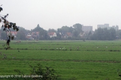 2007 10 3-10 Ganzen (1)