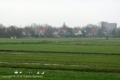 2007 11 13-11 ganzen eenden en schapen (1)