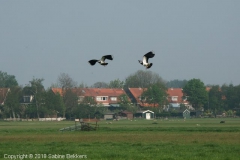 2007 4 26-4 2 kievieten