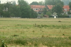 2007 6 10-6 buizerd (1)