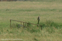 2007 6 10-6 buizerd (3)