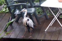 2007 6 29-6 reiger in de tuin (1)