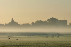 2008 10 9-10 Grondnevel (2)