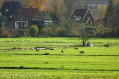 2008 11 11-11 (9)