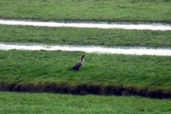 2008 11 14-11 Aalscholver (3)