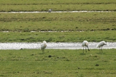 2008 3 21-3 lepelaars (23)