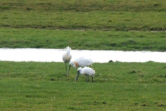 2008 3 21-3 lepelaars (29)