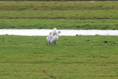 2008 3 21-3 lepelaars (37)