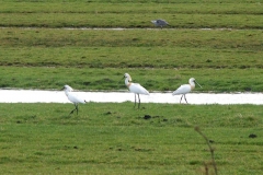 2008 3 21-3 lepelaars (38)