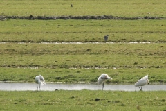 2008 3 21-3 lepelaars (52)