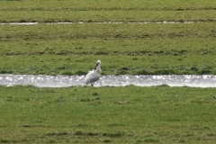2008 3 21-3 lepelaars (6)
