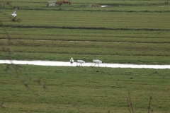 2008 3 21-3 lepelaars (60)
