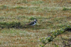 2008 4 11-4 Kieviet