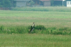 2008 6 6-6 grutto