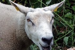 2008 7 1-7 Schaap