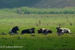 2008 9 28-9 de 4 stieren