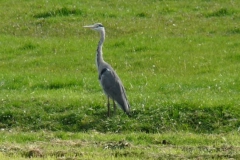 2008 9 28-9 reiger (1)