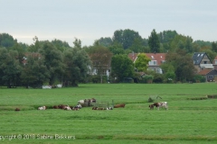 2009 10 1-10 koeien