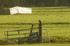 2009 12 28-12 Buizerd (1)