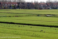 2009 3 8-3 Nijlganzen (1)
