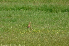 2009 5 10-5 Grutto (16)