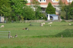 2009 5 10-5 Grutto (23)