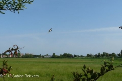 2009 5 10-5 Grutto (3)