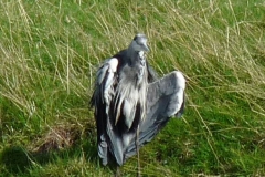 2009 7 31-7 Reiger aan het zonnen (1)