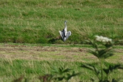 2009 7 31-7 Reiger aan het zonnen (4)