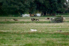 2009 8 14-8 lepelaars (3)