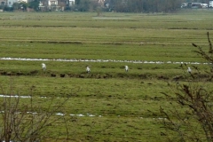 2010 2 16-2 Reigers