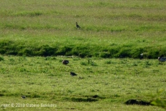 2010 5 17-5 Kieviten