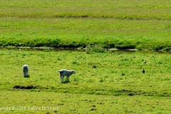 2010 5 19-5 Kievieten (1)