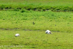 2010 5 20-5 Kievieten (1)