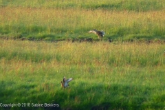 2010 5 21-5 Grutto's (11)