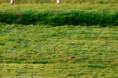 2010 5 21-5 Grutto's (8)
