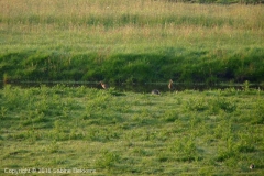 2010 5 21-5 Grutto's (9)